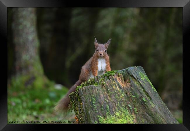 Red Squirrel Framed Print by Craig Smith