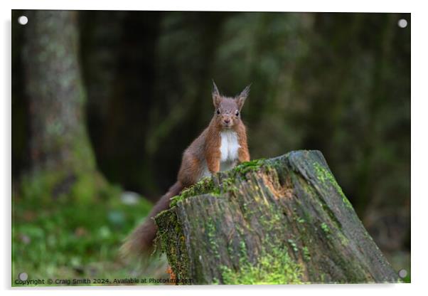 Red Squirrel Acrylic by Craig Smith