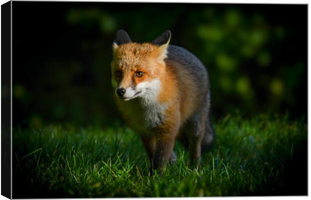 Red fox Canvas Print by Craig Smith