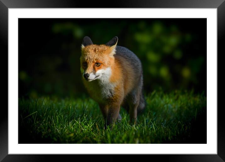 Red fox Framed Mounted Print by Craig Smith