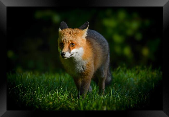 Red fox Framed Print by Craig Smith