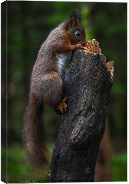 Red Squirrel  Canvas Print by Craig Smith