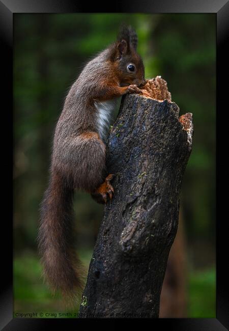 Red Squirrel  Framed Print by Craig Smith