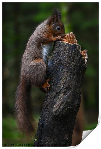 Red Squirrel  Print by Craig Smith