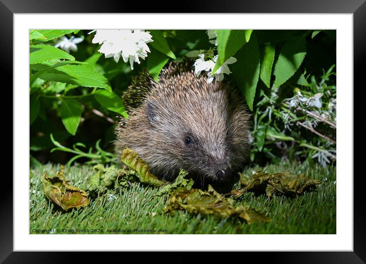 Hedgehog Framed Mounted Print by Craig Smith