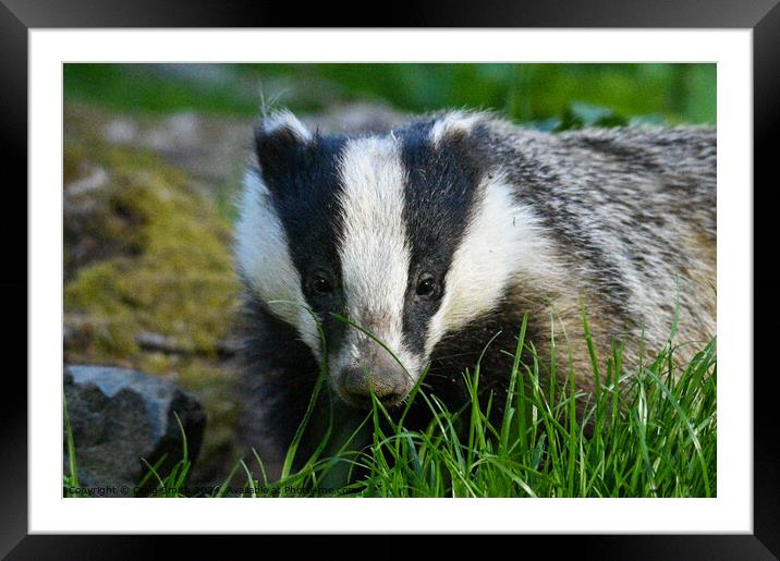 Badger Framed Mounted Print by Craig Smith