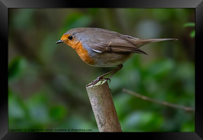 Robin Framed Print by Craig Smith