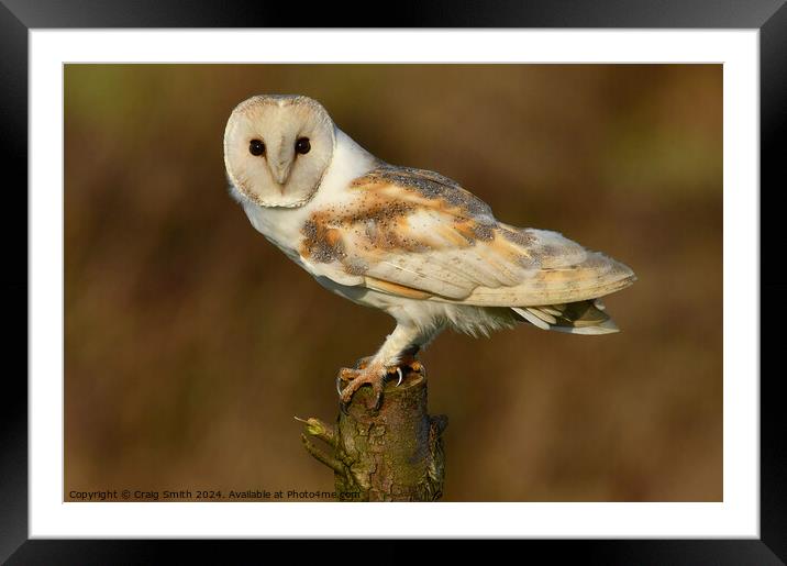 Barn Owl Framed Mounted Print by Craig Smith