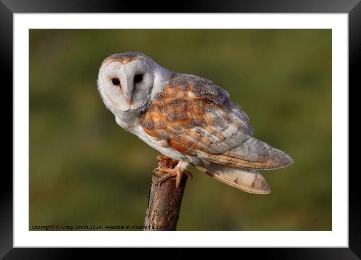 Barn Owl Framed Mounted Print by Craig Smith