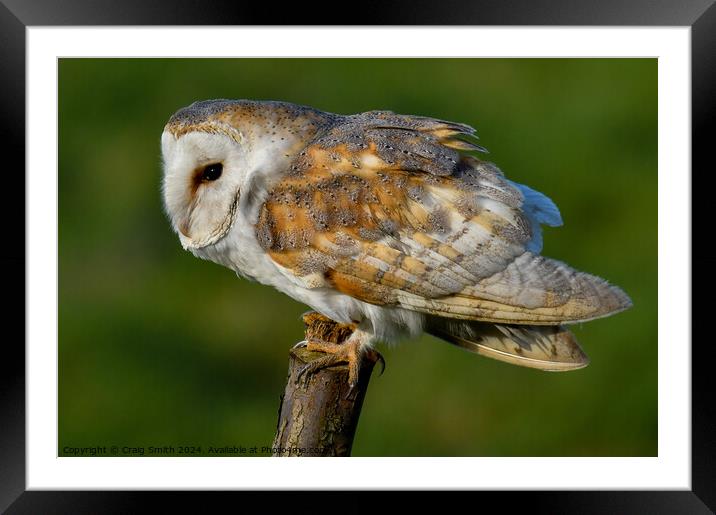 Barn Owl Framed Mounted Print by Craig Smith