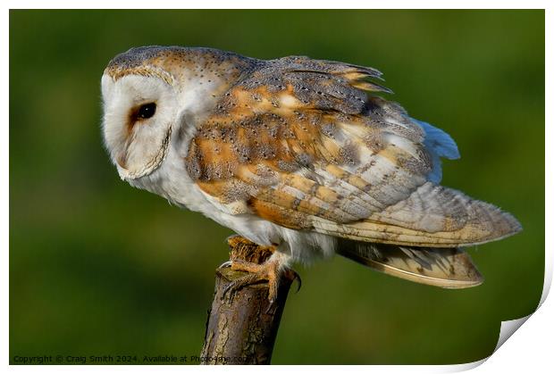 Barn Owl Print by Craig Smith