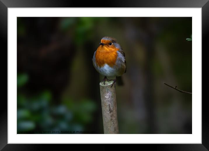 Robin Framed Mounted Print by Craig Smith