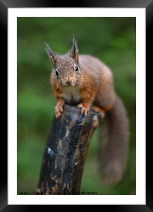 Red Squirrel  Framed Mounted Print by Craig Smith