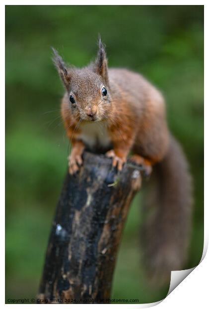 Red Squirrel  Print by Craig Smith