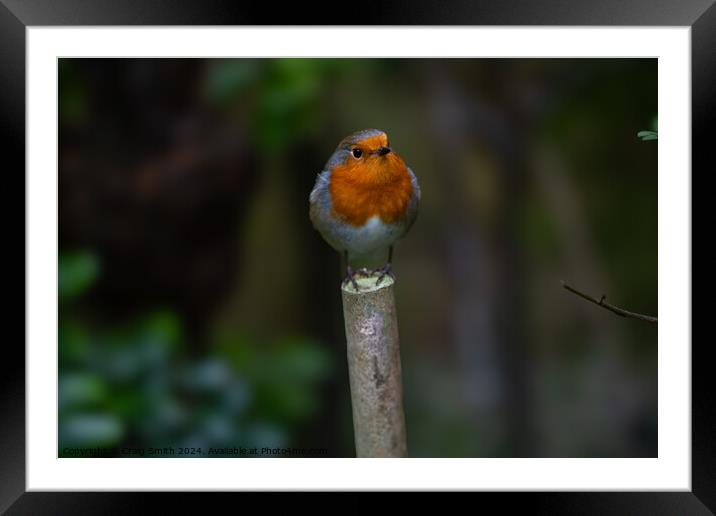 Robin Framed Mounted Print by Craig Smith