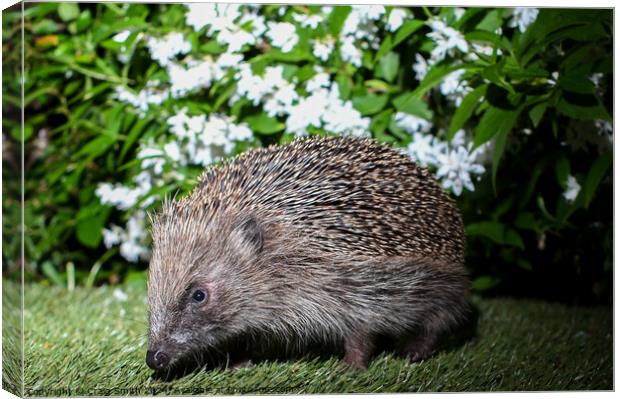 Hedgehog  Canvas Print by Craig Smith