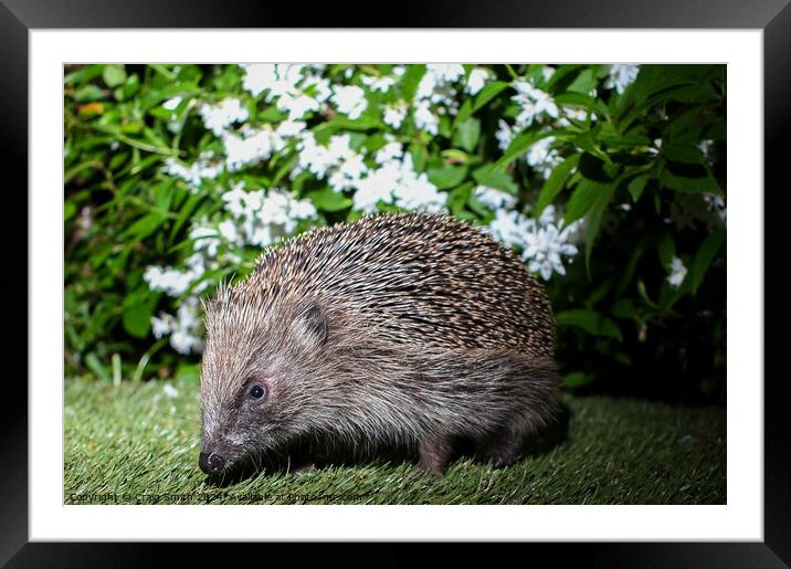 Hedgehog  Framed Mounted Print by Craig Smith