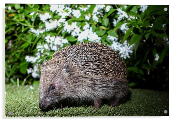 Hedgehog  Acrylic by Craig Smith