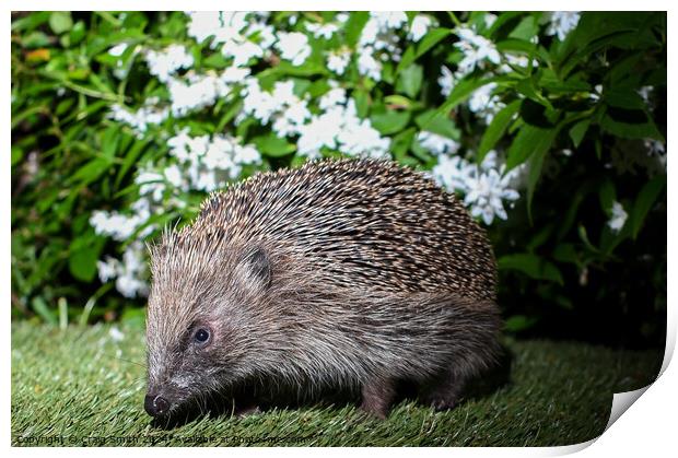 Hedgehog  Print by Craig Smith