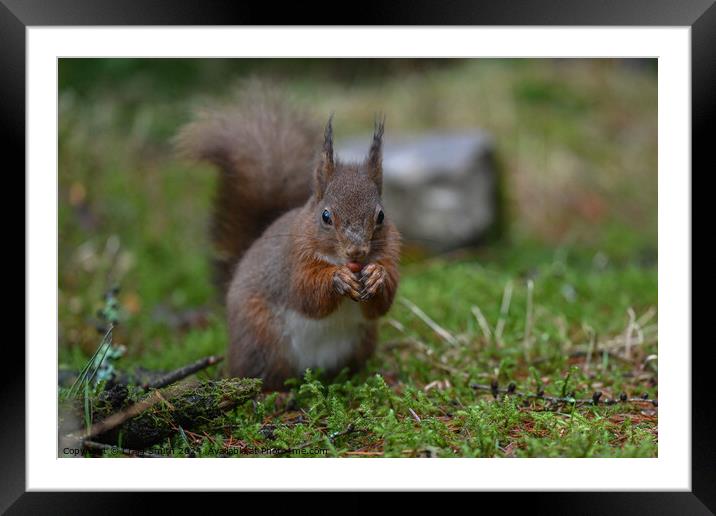 Red Squirrel Framed Mounted Print by Craig Smith