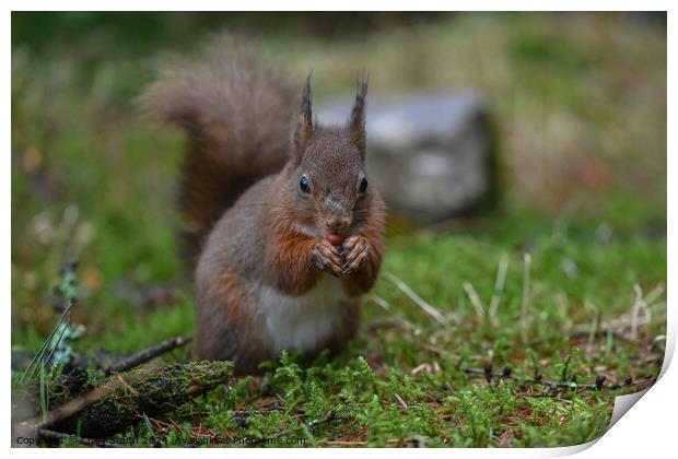 Red Squirrel Print by Craig Smith