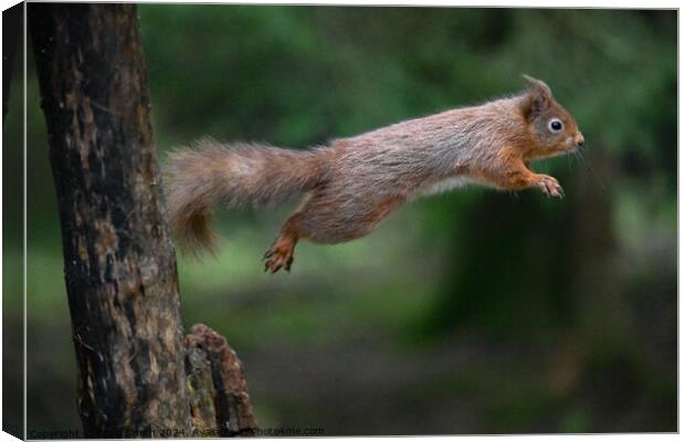Red Squirrel Canvas Print by Craig Smith