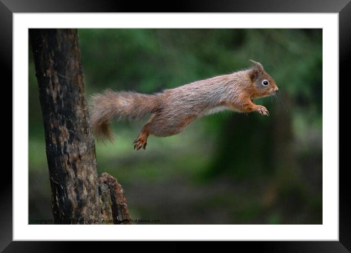 Red Squirrel Framed Mounted Print by Craig Smith
