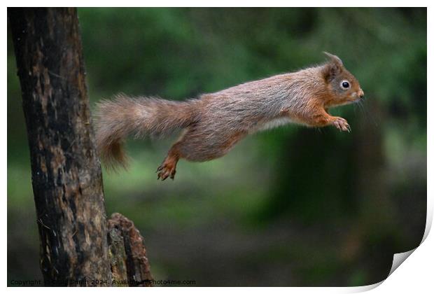 Red Squirrel Print by Craig Smith