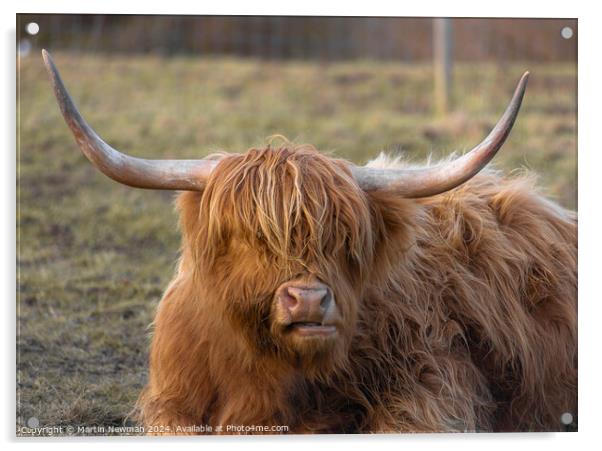 Highland Cow Acrylic by Martin Newman