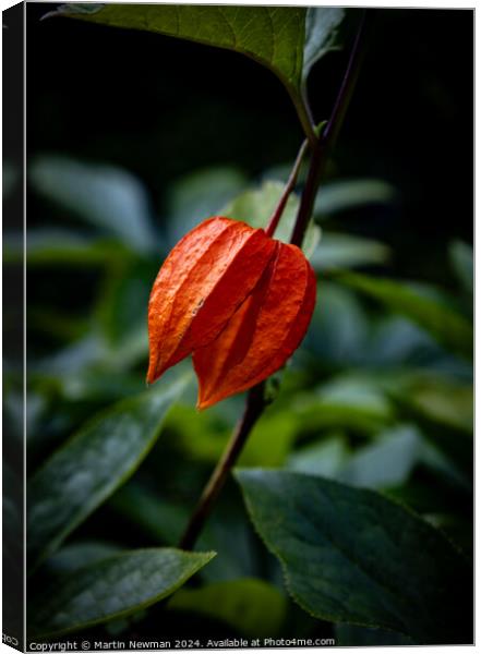 Plant flower Canvas Print by Martin Newman