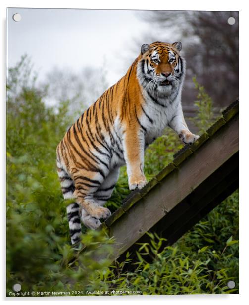 Amur Tiger Acrylic by Martin Newman