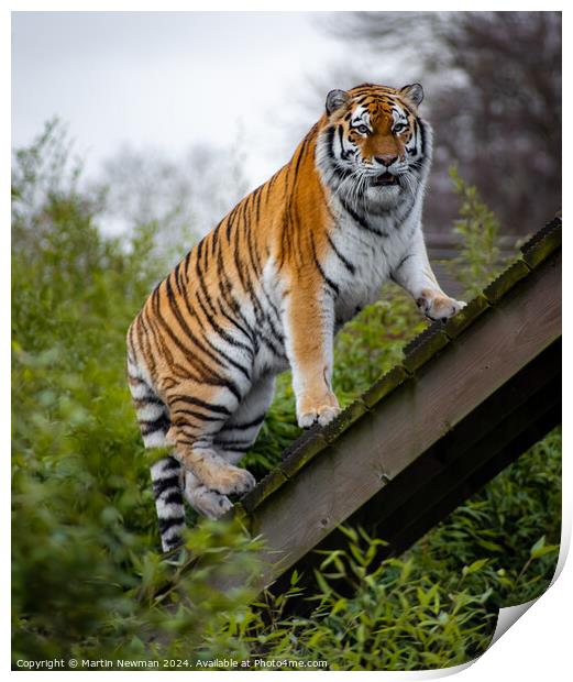 Amur Tiger Print by Martin Newman