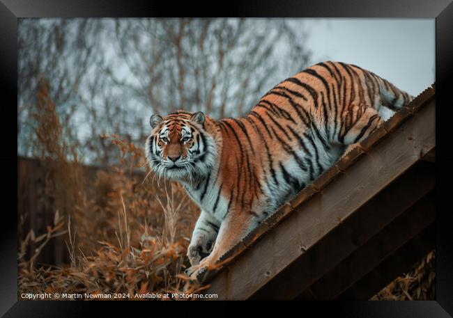 Amur Tiger Framed Print by Martin Newman