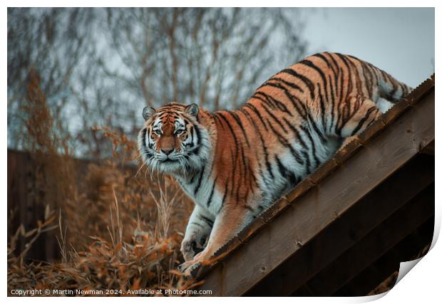 Amur Tiger Print by Martin Newman