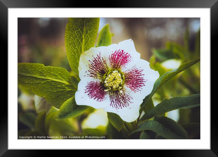 White Petals Flower Framed Mounted Print by Martin Newman