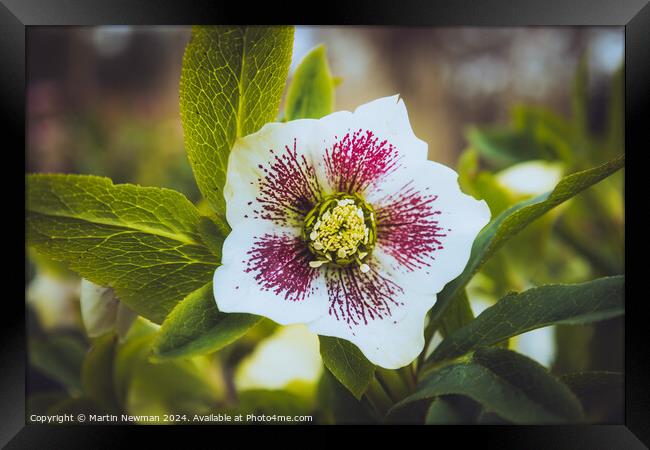 White Petals Flower Framed Print by Martin Newman