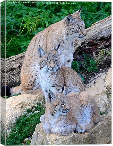 LYNX FAMILY Canvas Print by Helen Cullens