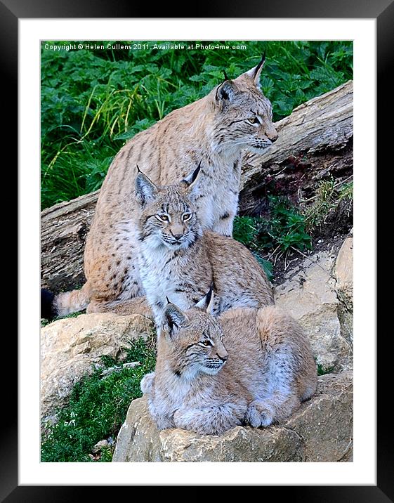 LYNX FAMILY Framed Mounted Print by Helen Cullens