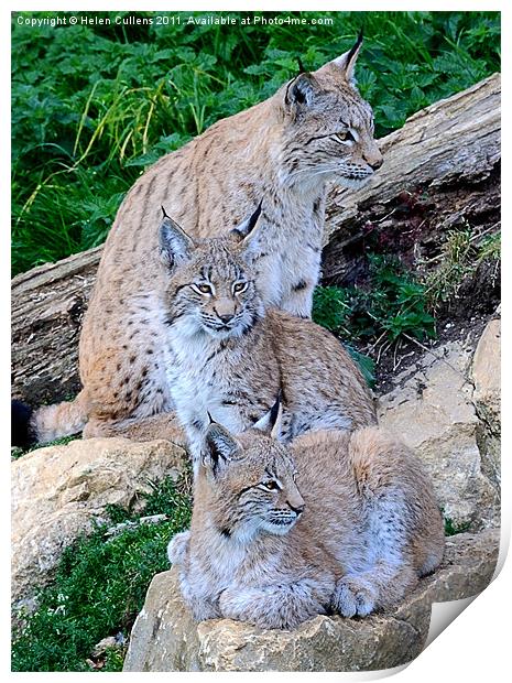 LYNX FAMILY Print by Helen Cullens
