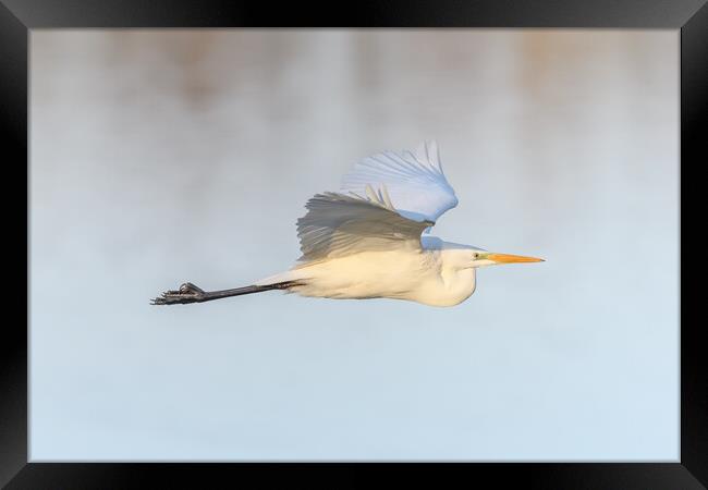 Great egret (Ardea alba) in flight in the sky. Framed Print by Christian Decout