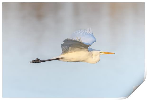 Great egret (Ardea alba) in flight in the sky. Print by Christian Decout