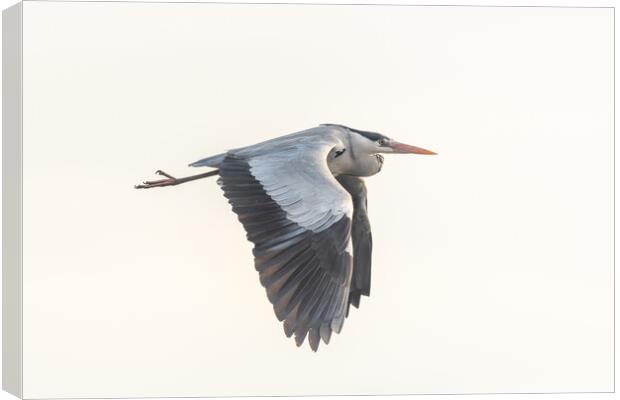 Gray heron (Ardea cinerea) in flight in the sky. Canvas Print by Christian Decout