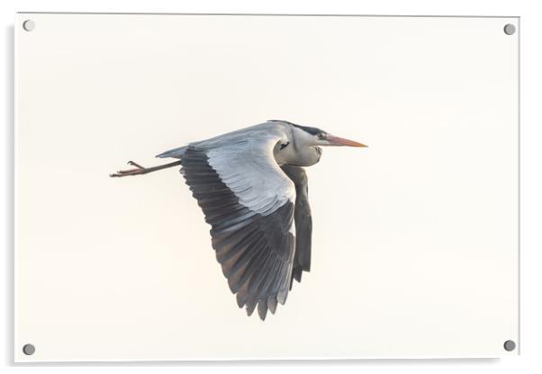 Gray heron (Ardea cinerea) in flight in the sky. Acrylic by Christian Decout