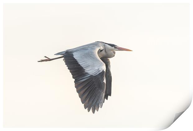 Gray heron (Ardea cinerea) in flight in the sky. Print by Christian Decout