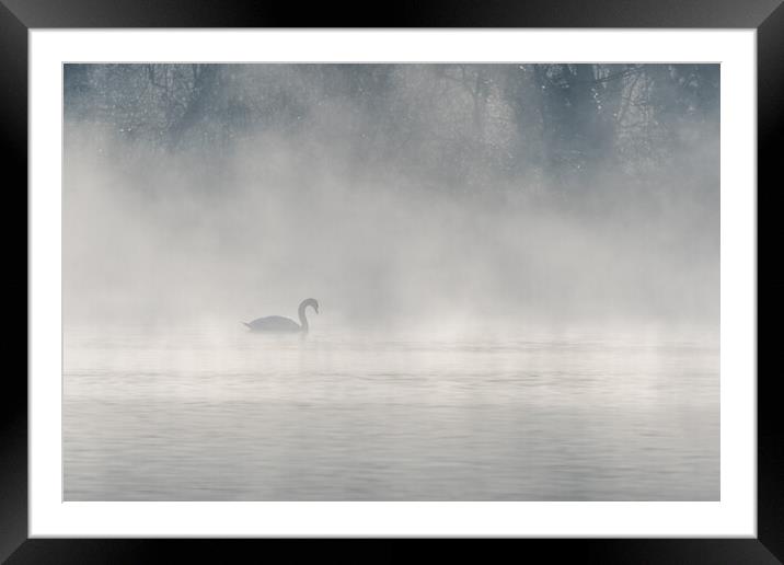 Mute swan (Cygnus olor) silhouette in the morning mist on the water of a lake. Framed Mounted Print by Christian Decout