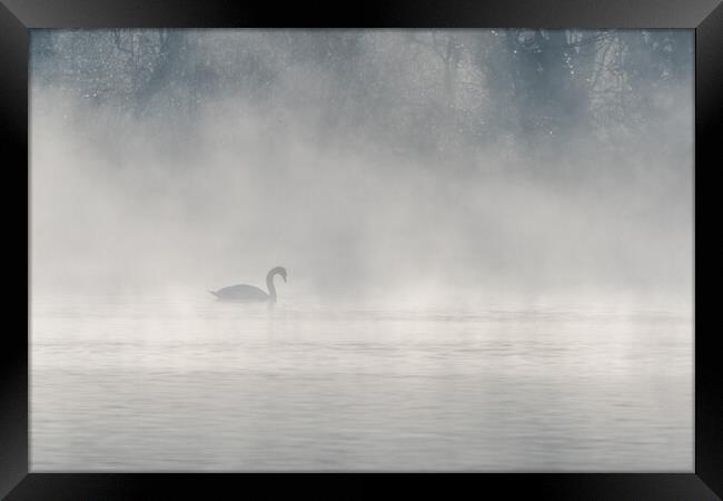 Mute swan (Cygnus olor) silhouette in the morning mist on the water of a lake. Framed Print by Christian Decout