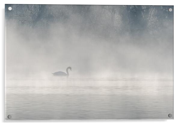 Mute swan (Cygnus olor) silhouette in the morning mist on the water of a lake. Acrylic by Christian Decout