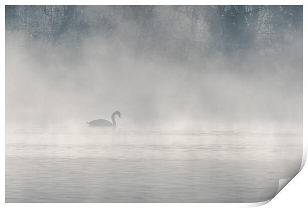 Mute swan (Cygnus olor) silhouette in the morning mist on the water of a lake. Print by Christian Decout