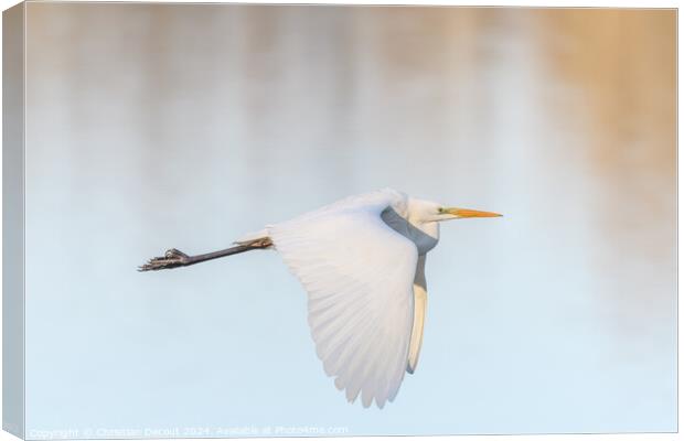 Great egret (Ardea alba) in flight in the sky. Canvas Print by Christian Decout
