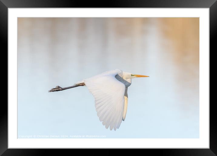 Great egret (Ardea alba) in flight in the sky. Framed Mounted Print by Christian Decout